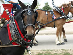 mule in all horse parade