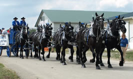 eight horse hitch in all horse parade