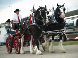 black clydesdales in all horse parade