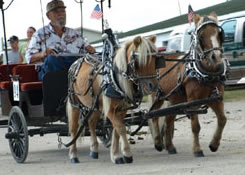 minis pulling cart