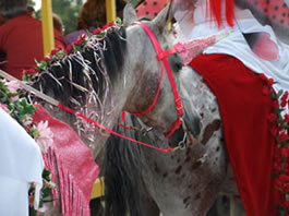 unicorn in all horse parade
