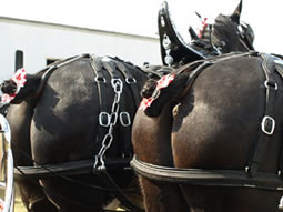 more tails in all horse parade