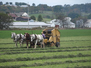 amish horses baling hay