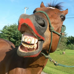 You can put lipstick on a horse . . .
