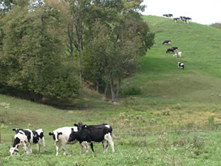 pasture with cows