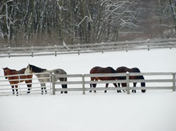 horses in snow