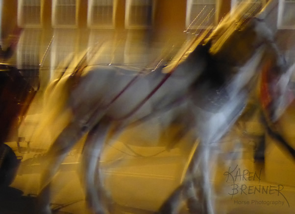 Carriage Parade - Lebanon OH - 2016 - Karen Brenner Horse Photography