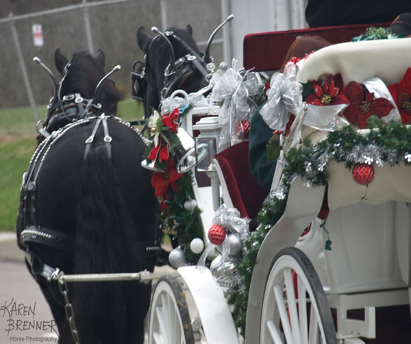 Lebanon Horse Carriage Parade - 2016 - Horse Photography by Karen Brenner