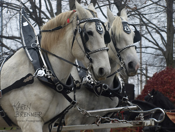 Lebanon Horse Carriage Parade 2016 - Karen Brenner Horse Photography