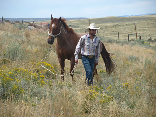 Rodeo stars - Horse Photography by Karen Brenner