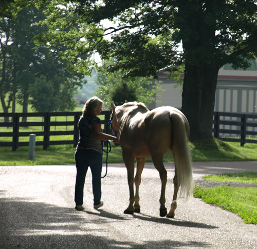 Sunlit Palomino photo by Karen Brenner