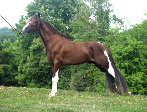 Spotted Saddle Horse