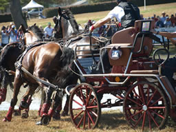 carriage marathon at World Equestrian Games